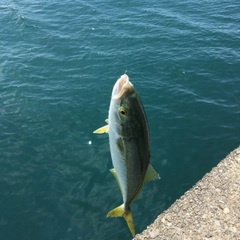 ツバスの釣果