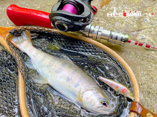 アマゴの釣果