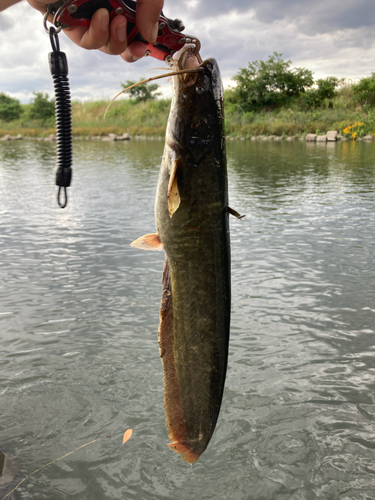 ナマズの釣果