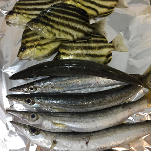 カマスの釣果