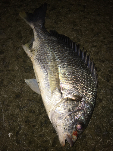 チヌの釣果