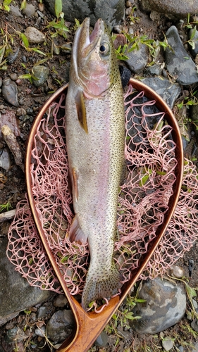 ニジマスの釣果