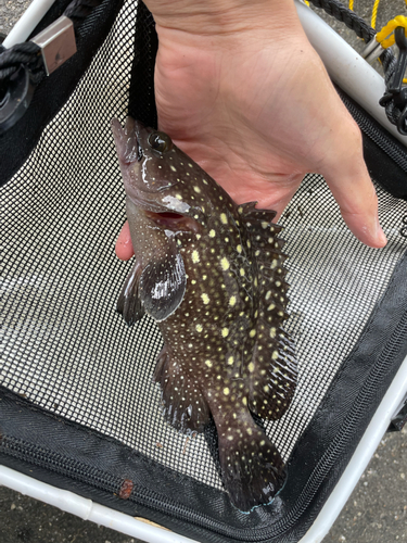 ハクテンハタの釣果