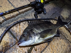 クロダイの釣果