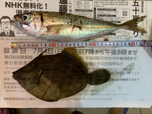 アジの釣果