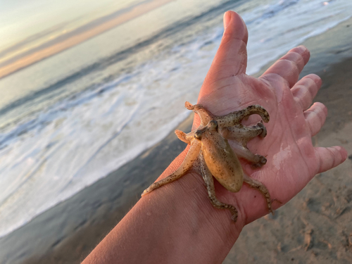 タコの釣果