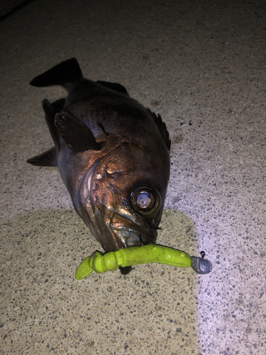 メバルの釣果