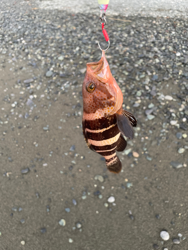 アオハタの釣果