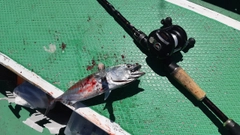 ソウダガツオの釣果