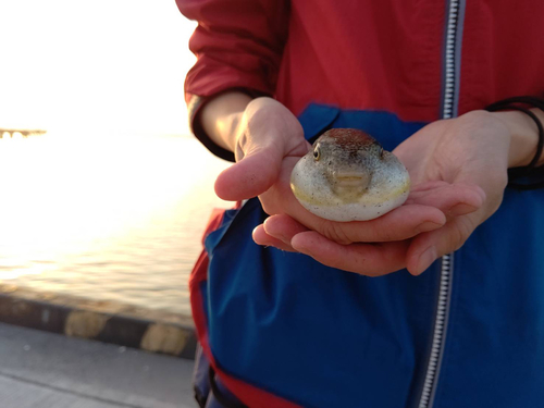 フグの釣果