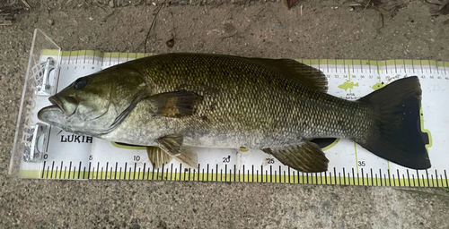 スモールマウスバスの釣果