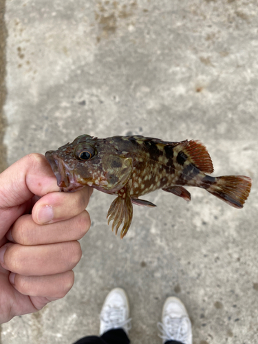 カサゴの釣果