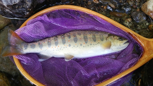 アマゴの釣果