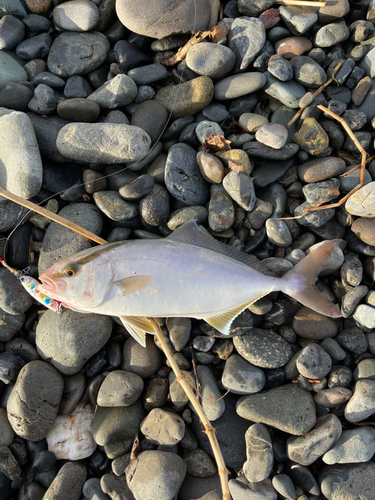 ショゴの釣果