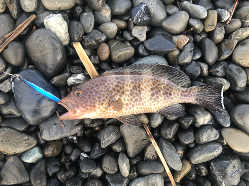 オオモンハタの釣果