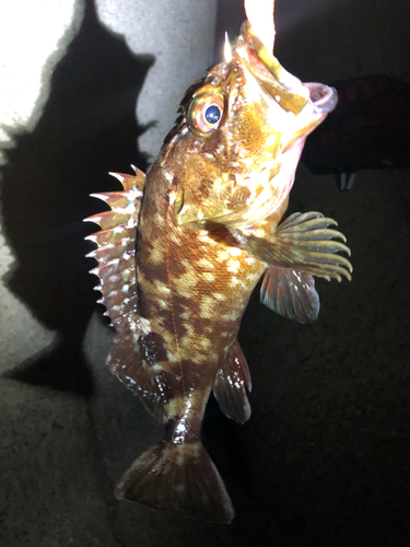 カサゴの釣果