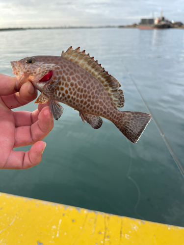 オオモンハタの釣果