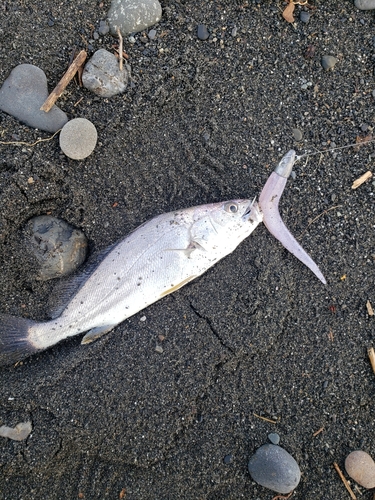 ニベの釣果