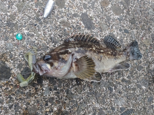 クロソイの釣果