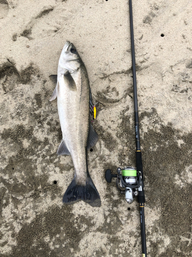 スズキの釣果