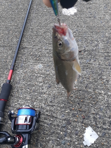 ウグイの釣果