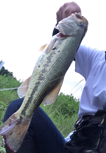 ブラックバスの釣果