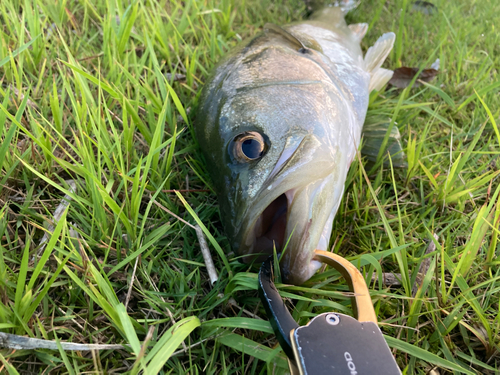 セイゴ（マルスズキ）の釣果