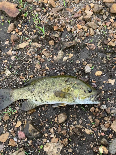 スモールマウスバスの釣果