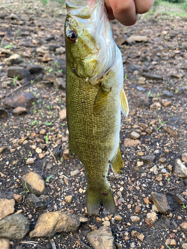 スモールマウスバスの釣果