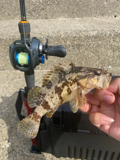 タケノコメバルの釣果