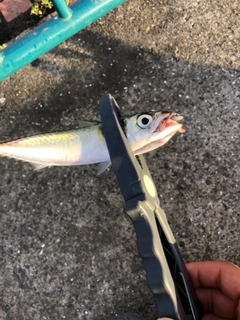 サバの釣果