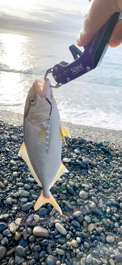 シオの釣果