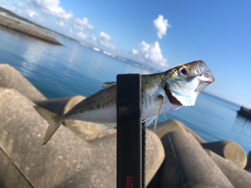 マアジの釣果