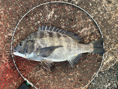 チヌの釣果