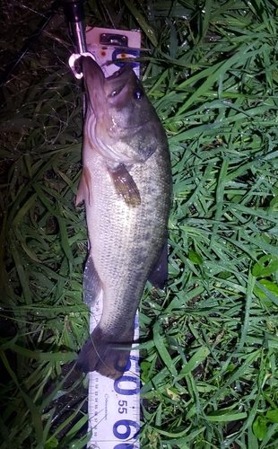 ラージマウスバスの釣果