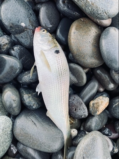 コノシロの釣果