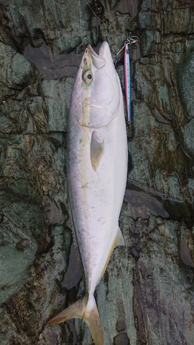 ハマチの釣果