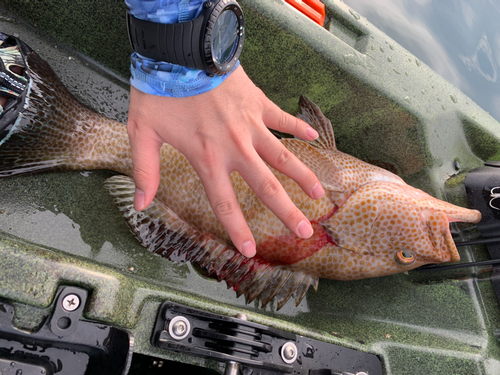 オオモンハタの釣果