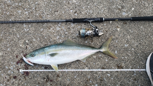 イナダの釣果