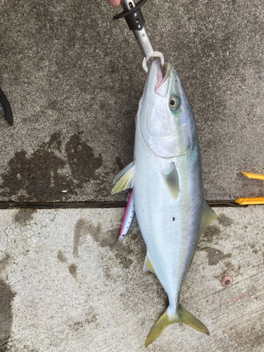 イナダの釣果