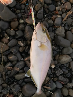 ショゴの釣果