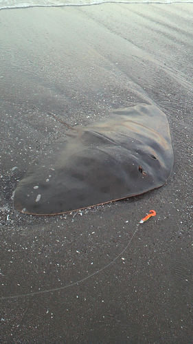 ツバクロエイの釣果