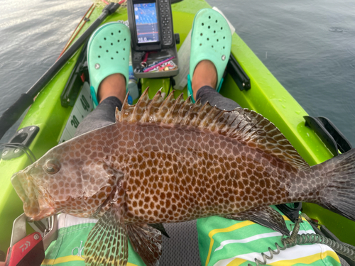 オオモンハタの釣果