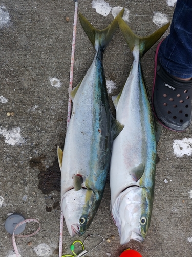 ワラサの釣果