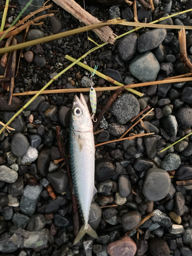 サバの釣果