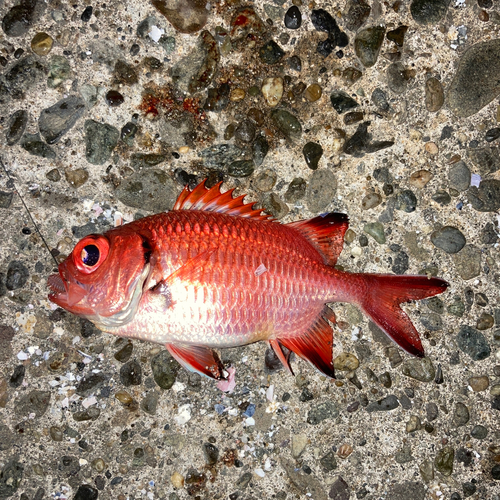 アカマツカサの釣果