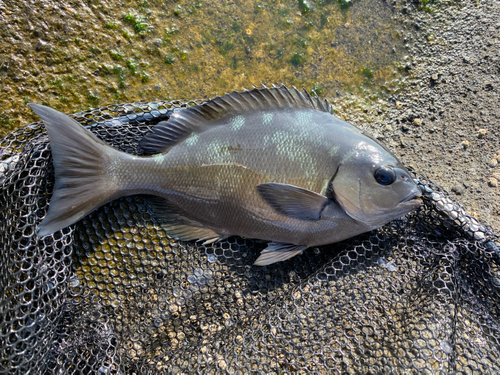 メジナの釣果