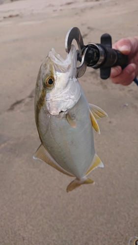 ショゴの釣果