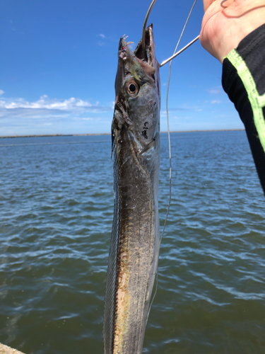 タチウオの釣果