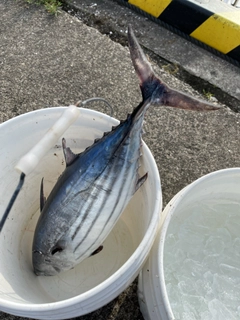 カツオの釣果